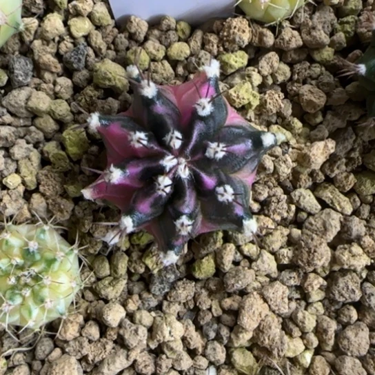 48-0222脱土发多肉