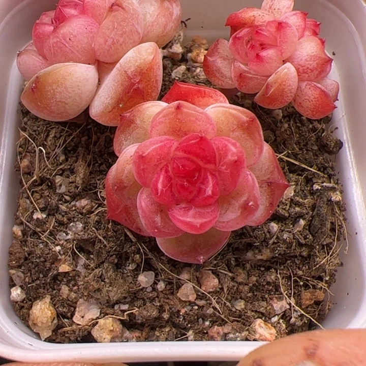 红宝石，一物一拍，尺寸不大