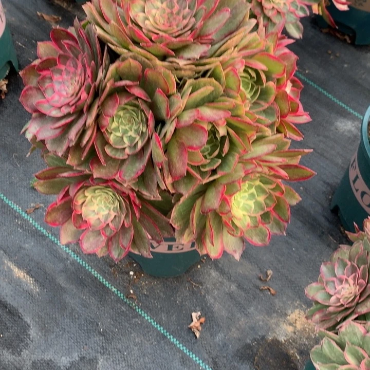 673莲花座多肉植物