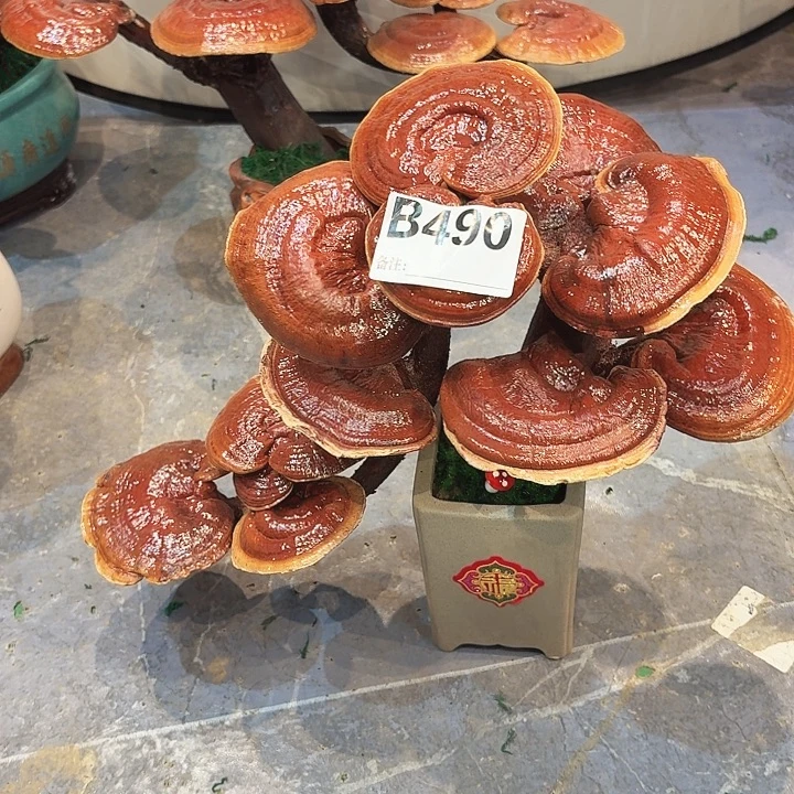 灵芝88888888888888888888