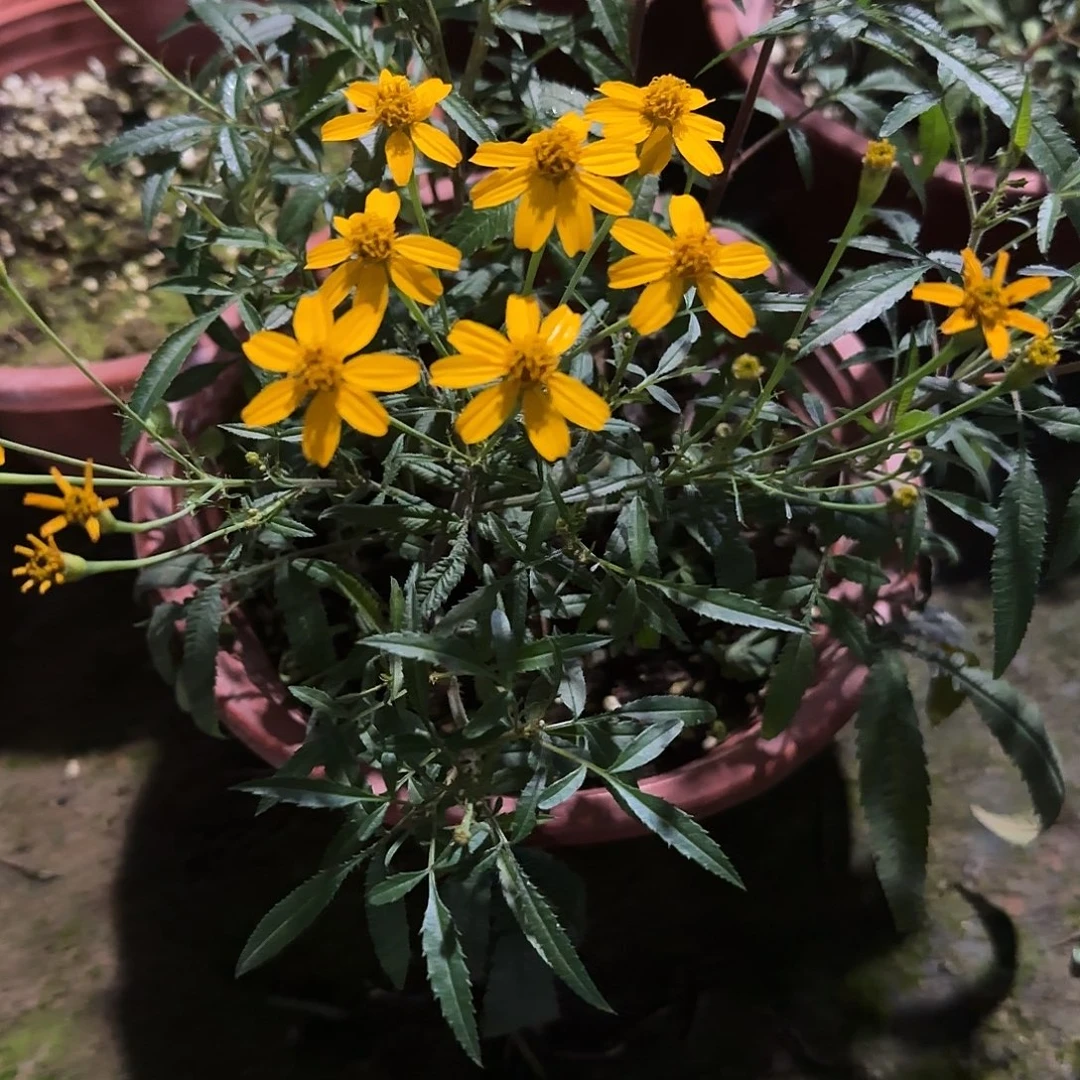 完全开放芳香，万寿，菊盆栽