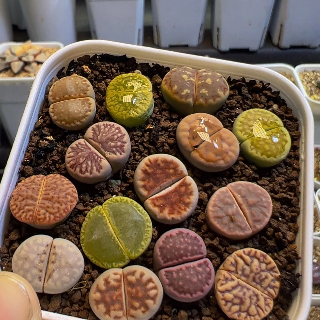 56多肉植物百科知识