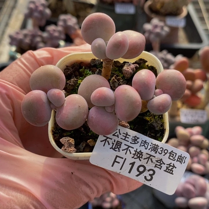 腰子桃蛋6cm193多肉植物