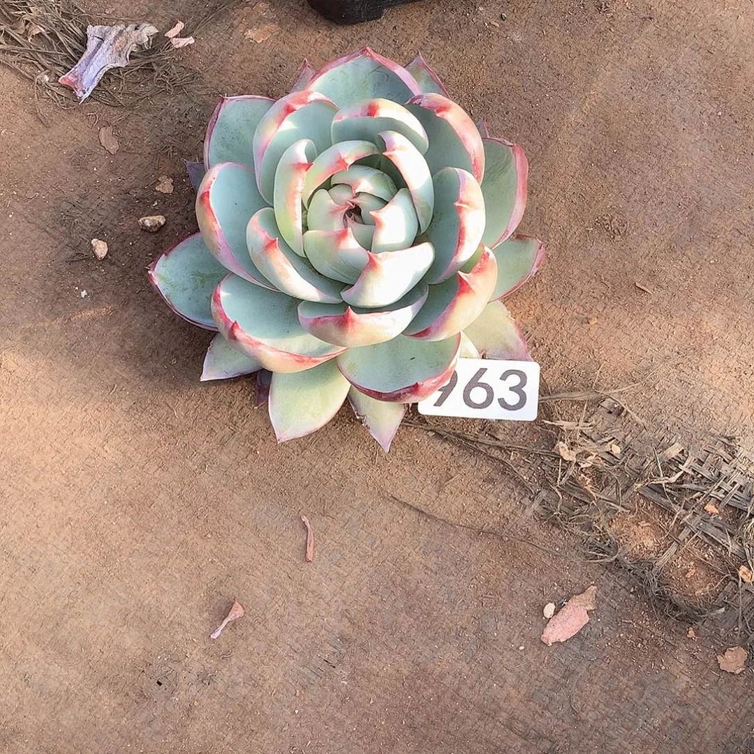 963惊鸿 一物一拍多肉