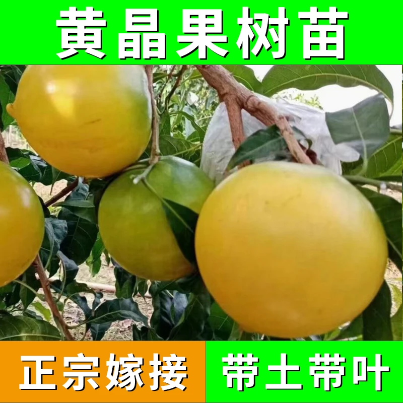 热果链果树苗圃精选黄晶果绿植热带水果品种果苗源头直发水果苗