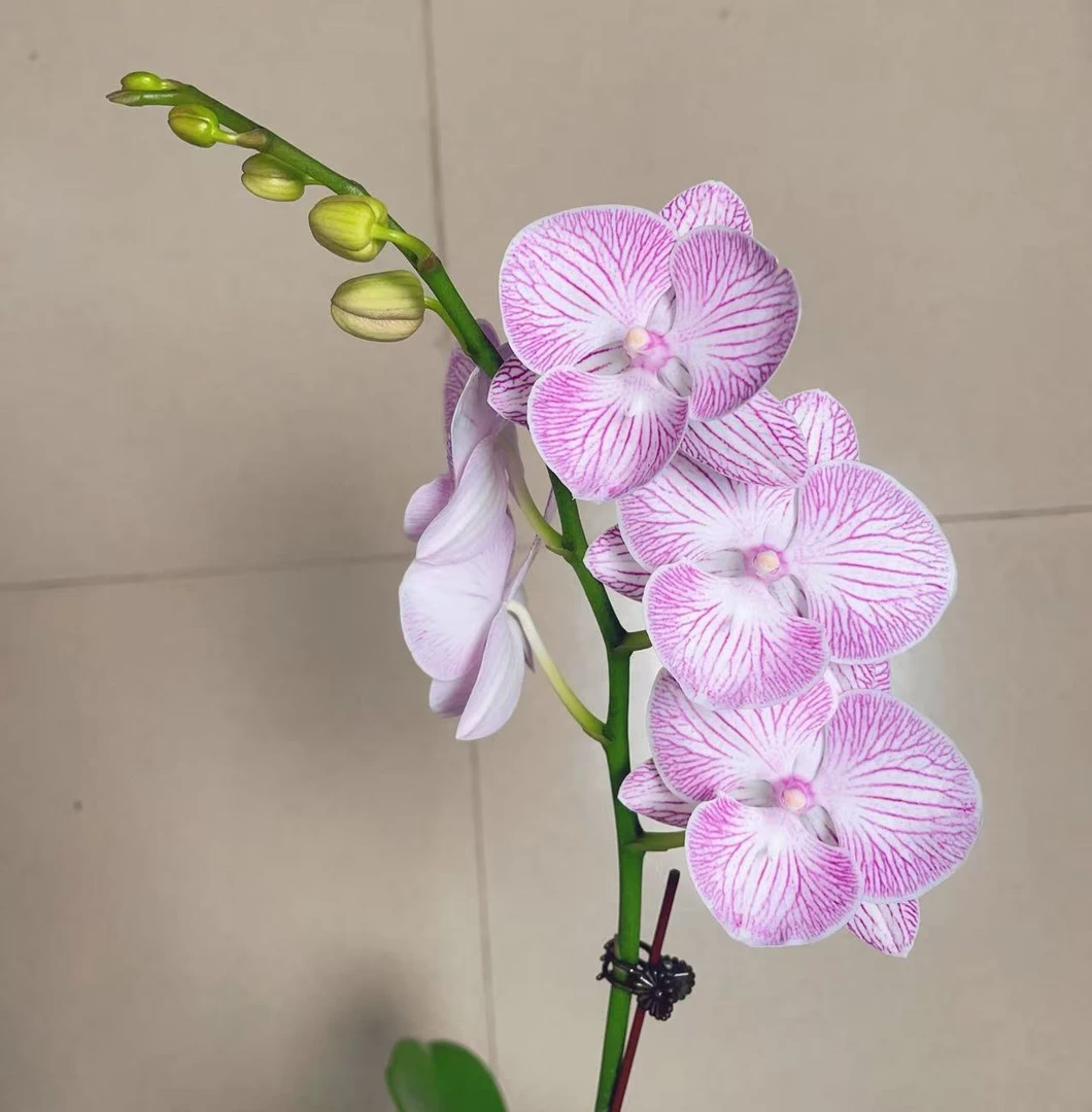 05【魔幻精灵】2.8寸中大花型.精品蝴蝶兰