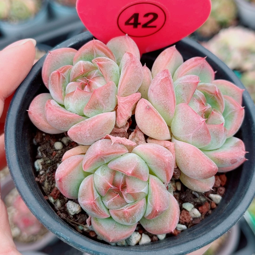 ****犀42号小老桩珍妮群