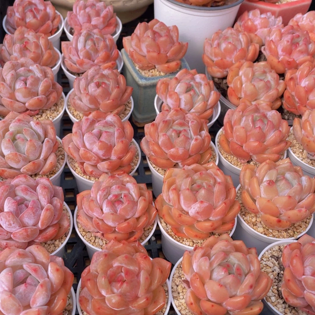 量拍66号 果冻韩版仙女橙单头5个