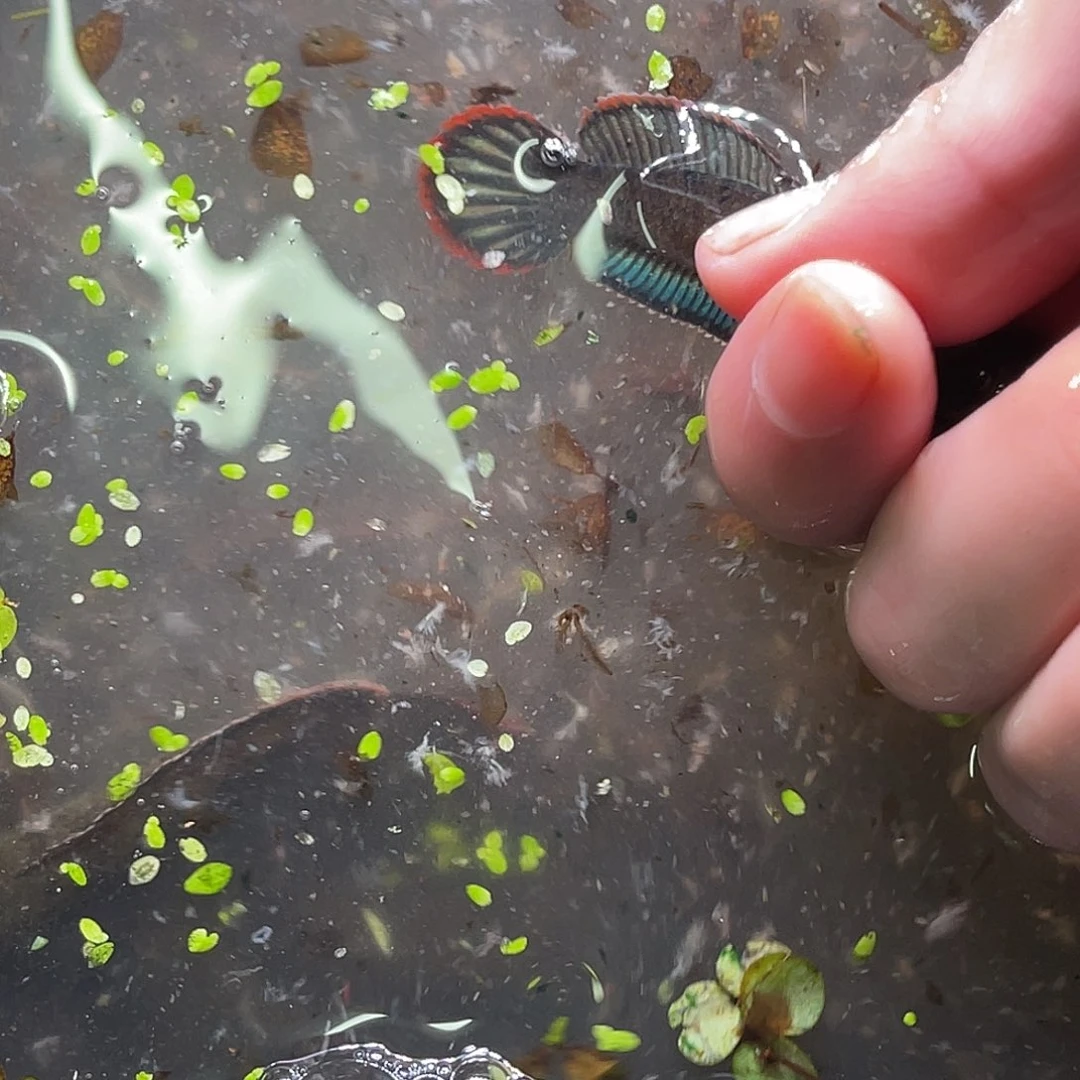 厦***朝雷龙鱼86号11111111