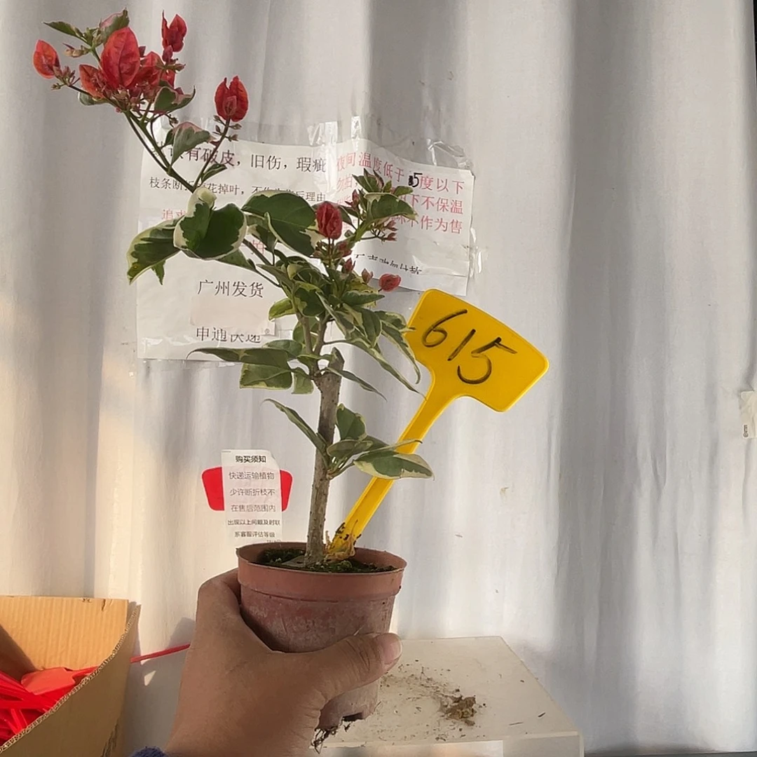 当前无花栽培后可以开花615掌中宝孟加拉红
