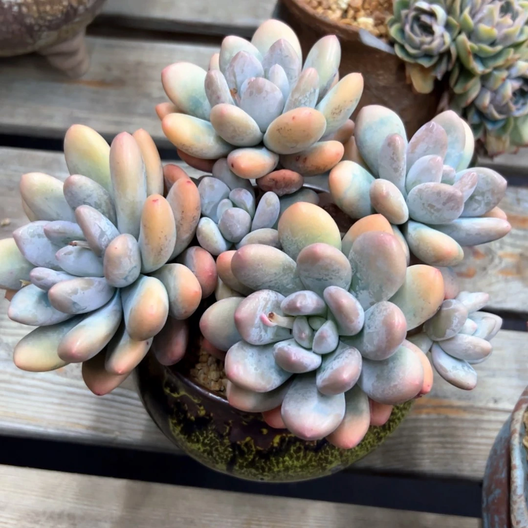 香水28 零零多肉植物