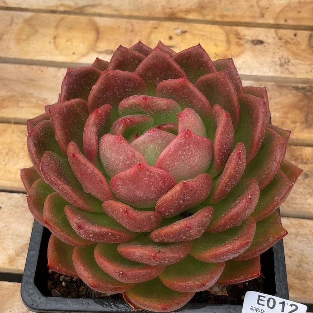 若如东云单拍E012