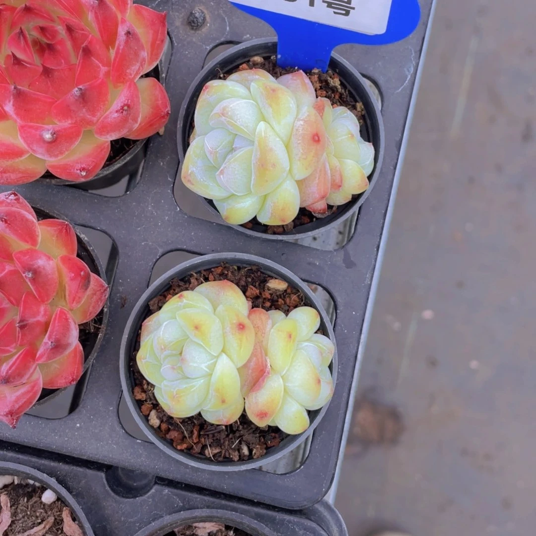 731号丸叶凝脂冰玉双头一个