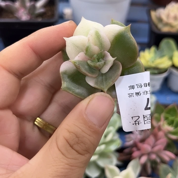 157贝加尔湖锦炸多肉