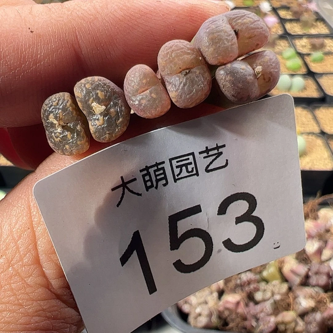 一物一拍。      153
