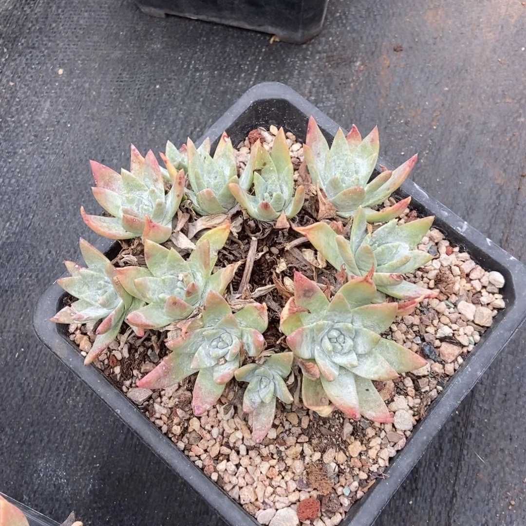 白雪多肉植物啦啦啦
