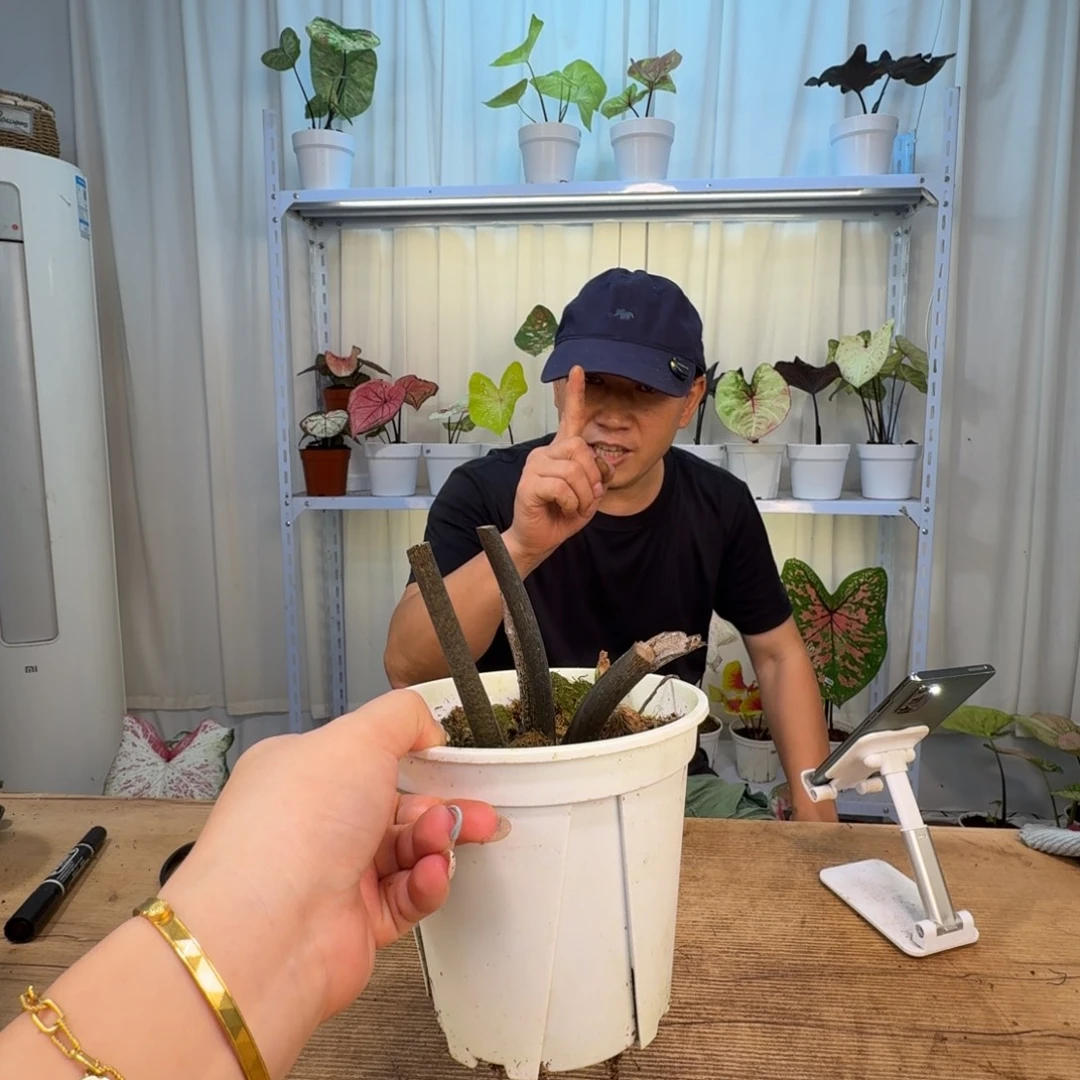 无花朵红色闪光    随机