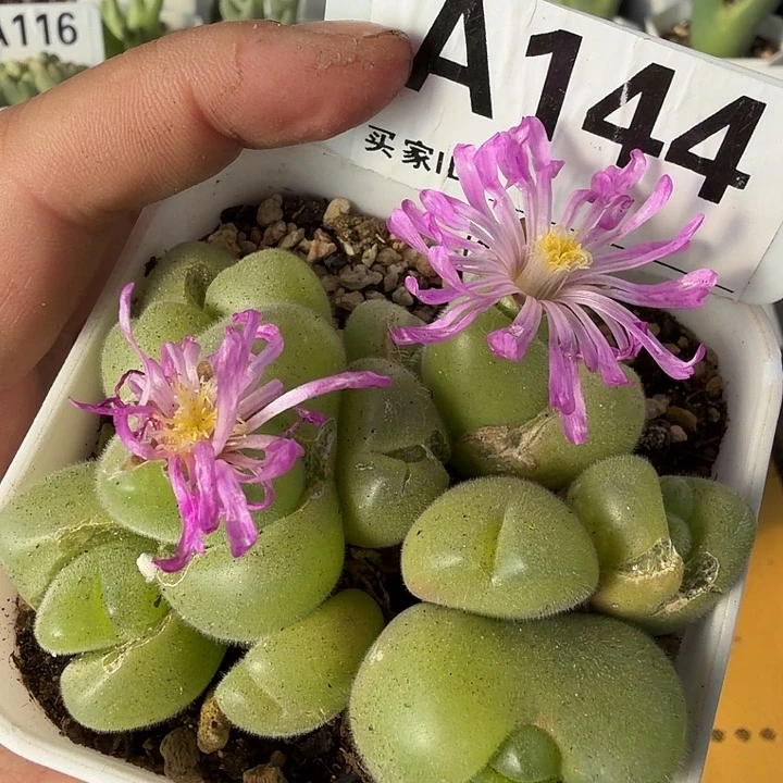 144。毛翠滴8厘米盆