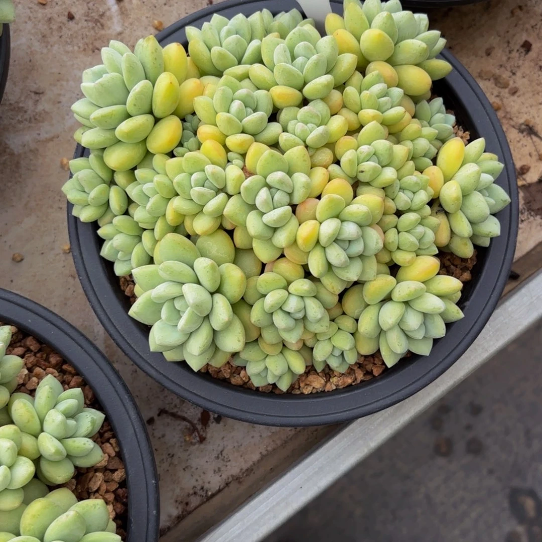 小小弟精品多肉泡泡糖