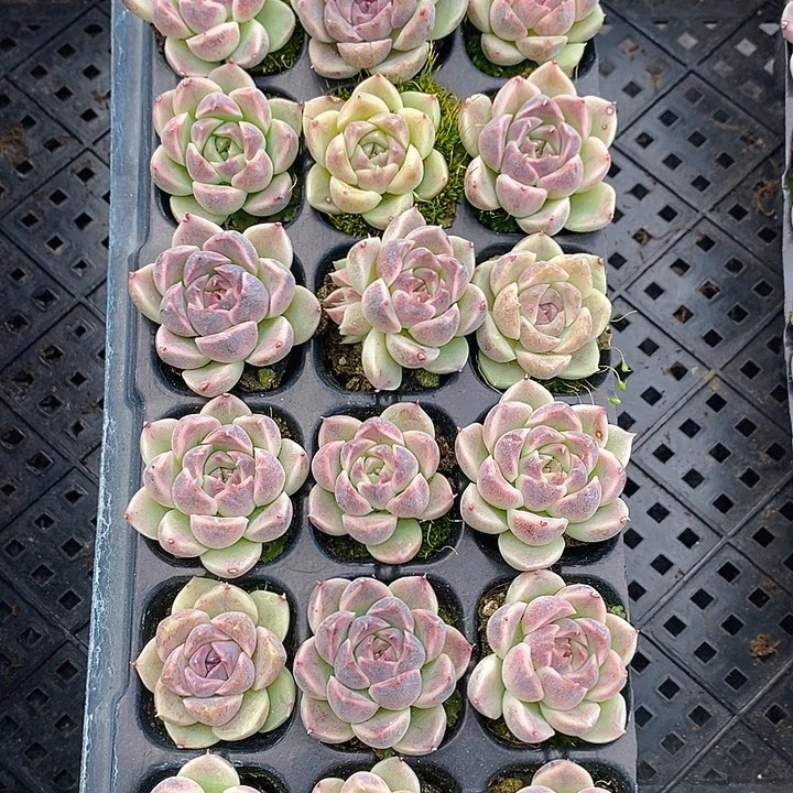 81 多肉植物盆栽花卉植物