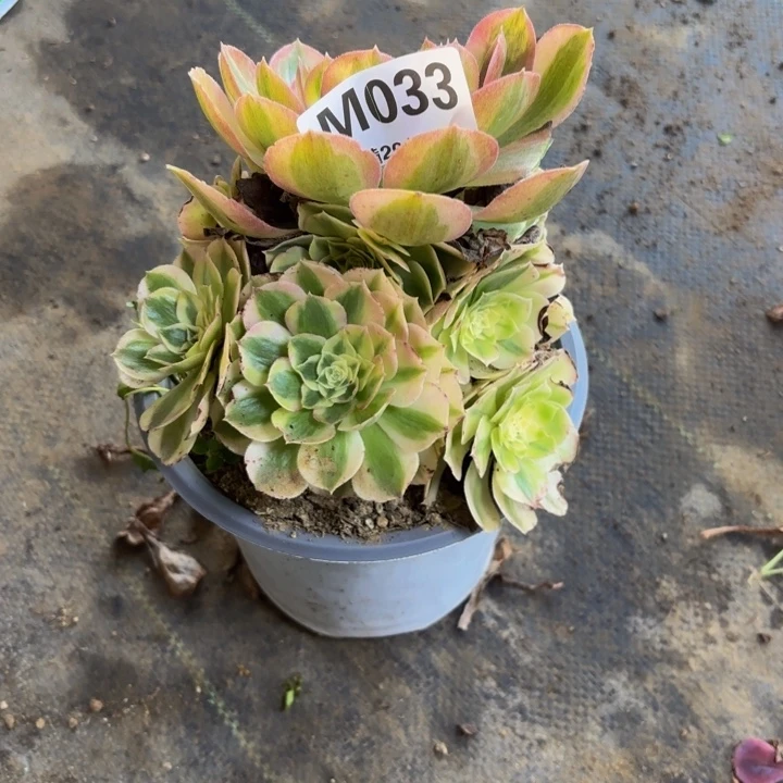 瑞妈，，。。。。。。。033绿体