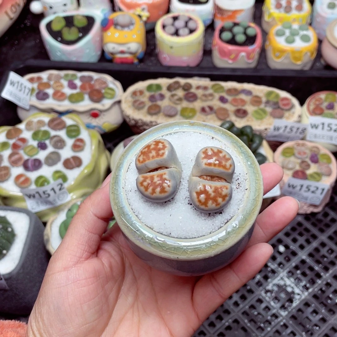 w1526 -零下地区拍保温箱-15支持寄养