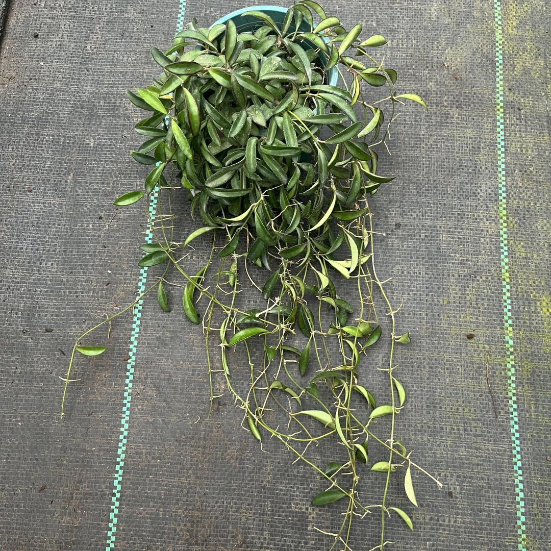 SP1球兰/仲夏球兰 (Hoya sp. zambales PG04) 清新小叶片室内垂吊