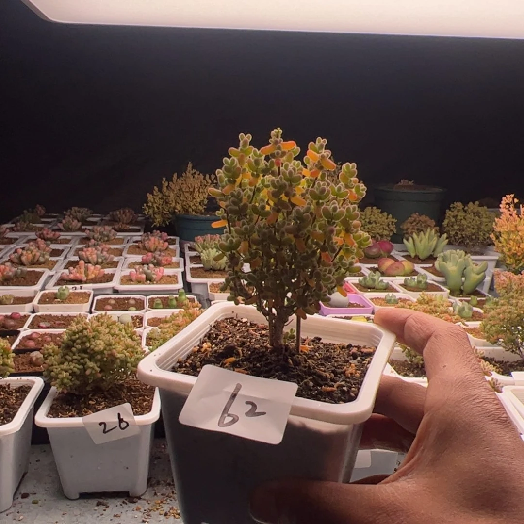 2.16金桔糖球多肉植物62