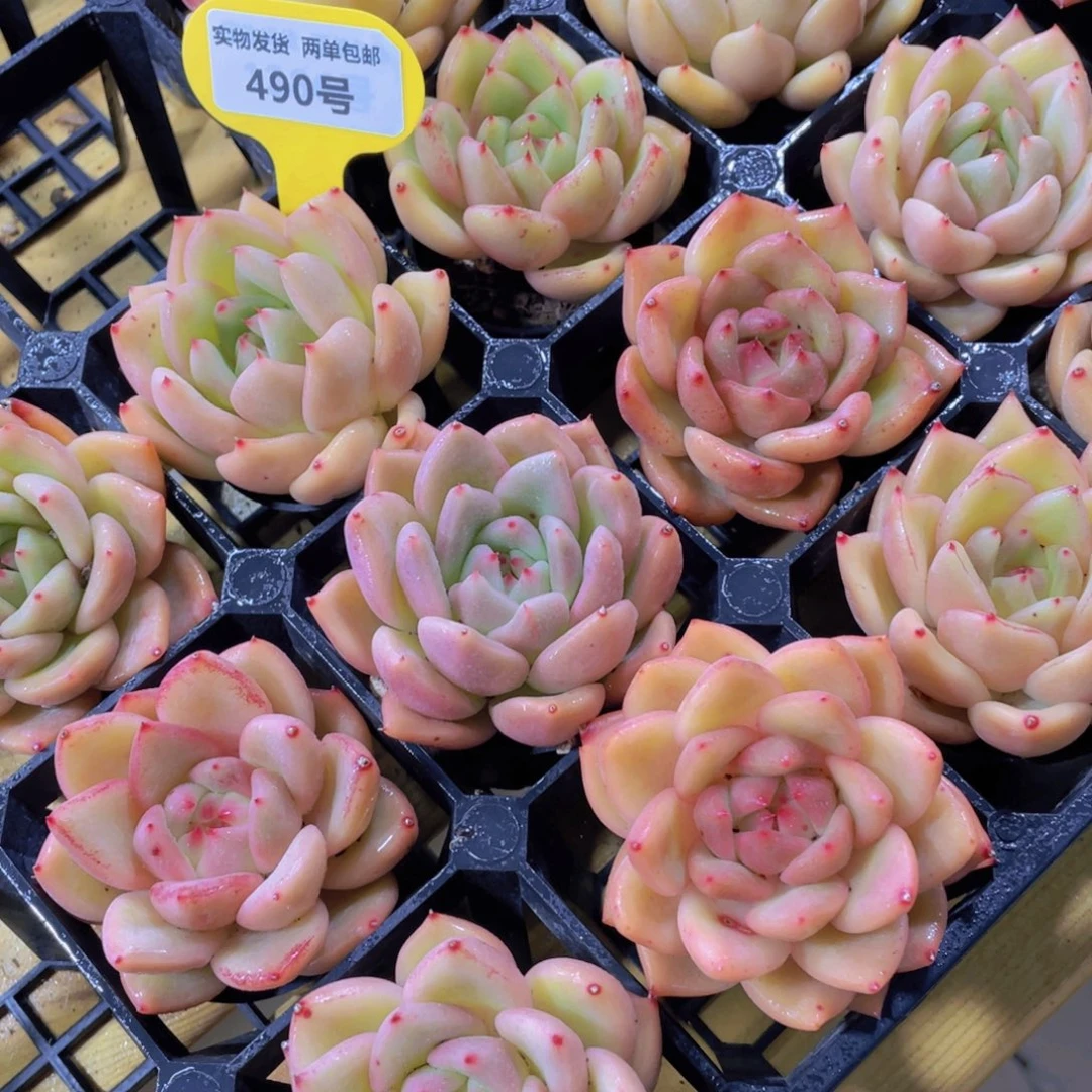 490号 丸叶大胖子果冻珍妮单头两个