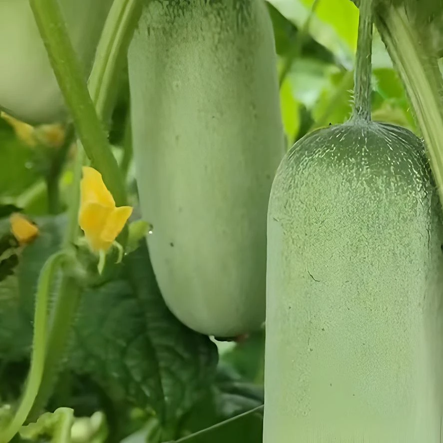 云南本地老品种山地黄瓜(送辣椒面)