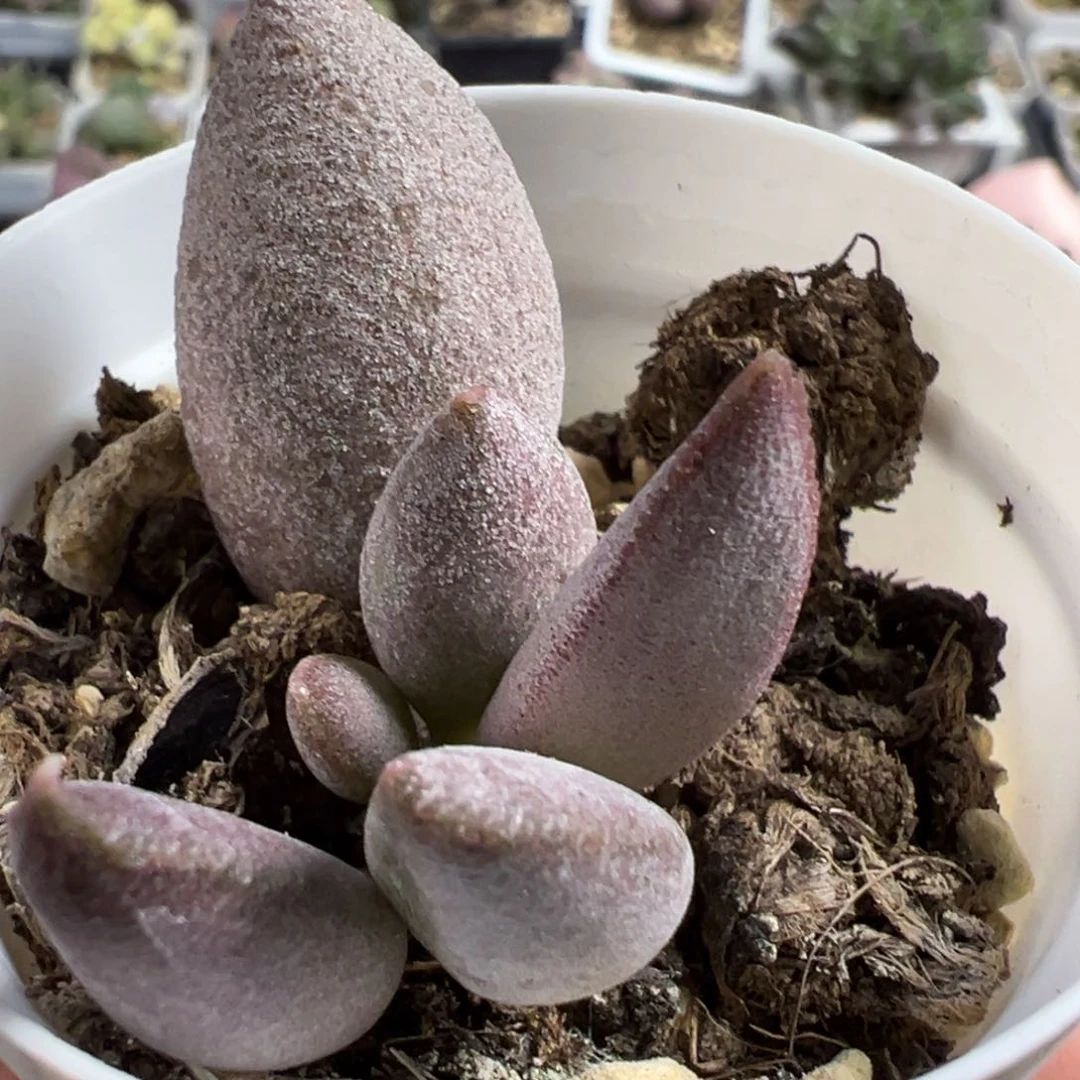 白羊座大苗多肉植物水泡