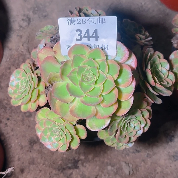 344火狐多肉植物保护