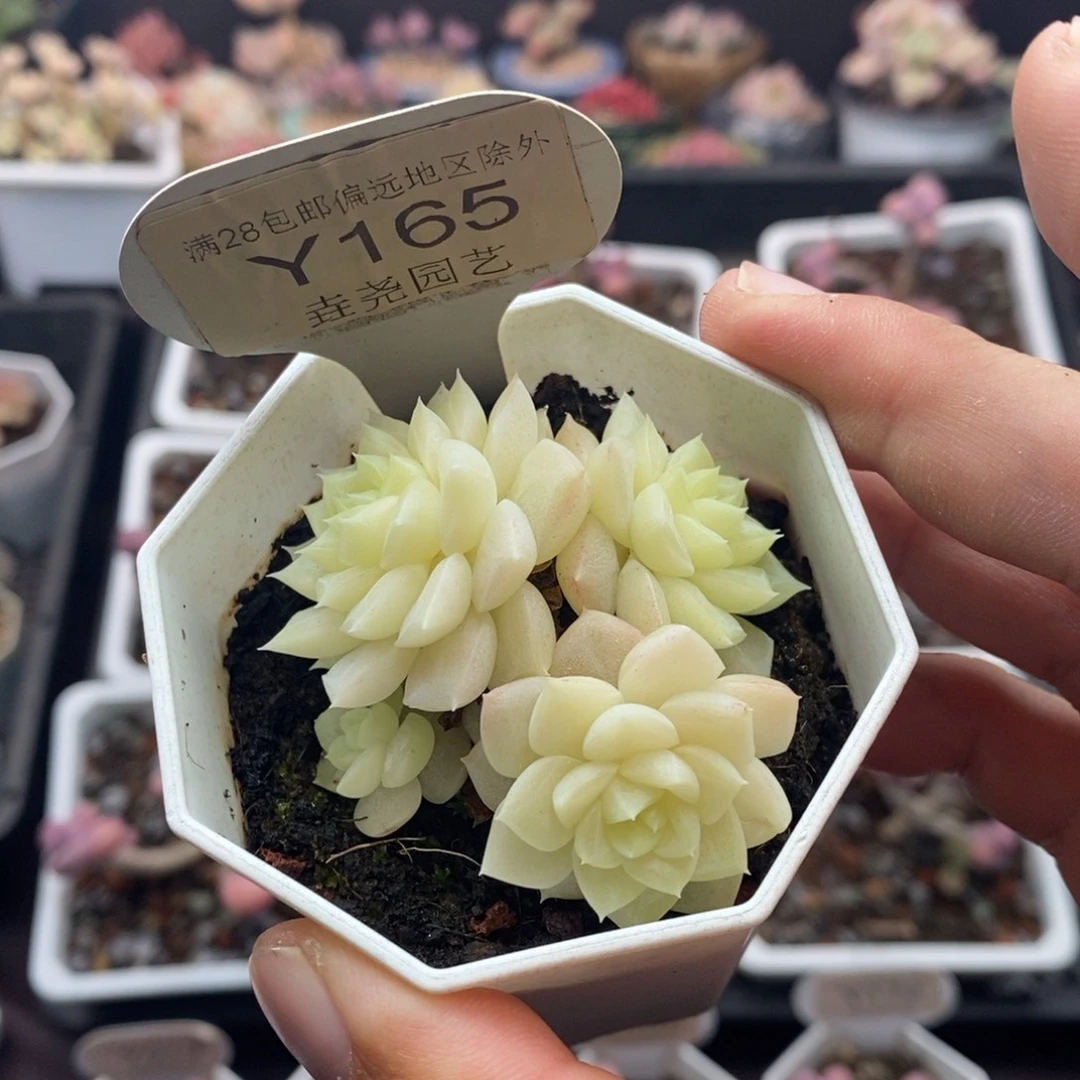 0165 白天鹅 群 5.5cm