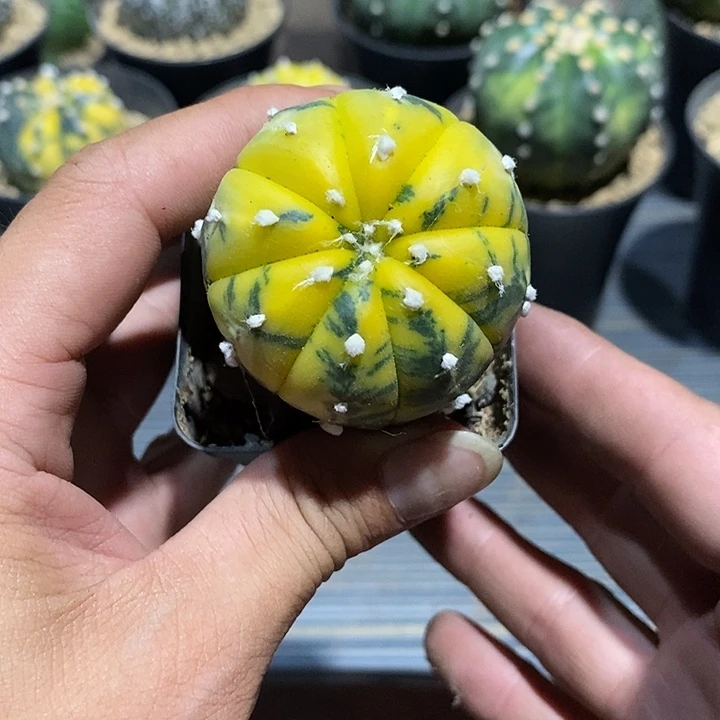 骗***子星兜锦实生脱土发货