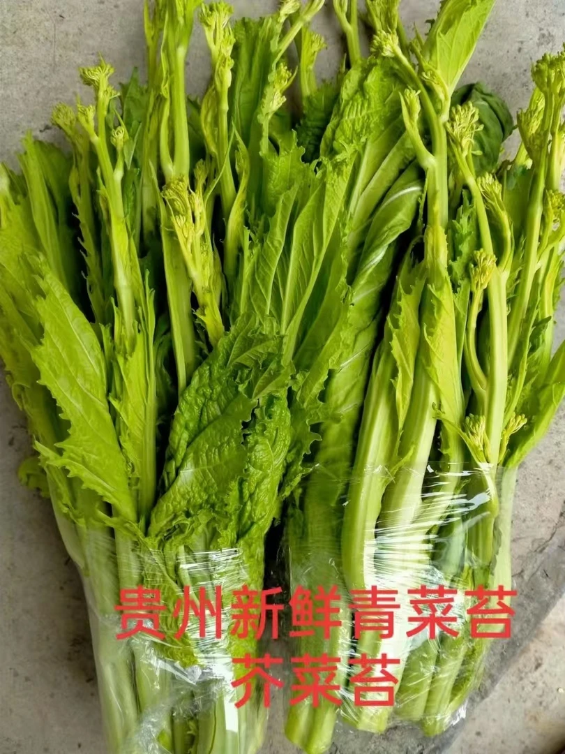 贵州新鲜青菜苔蔬菜苦菜菜苔冲菜苔自种青菜苦贵州苦菜冲菜