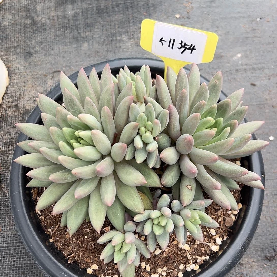 511354 红蜻蜓群生无砍，必须拍冷链发货