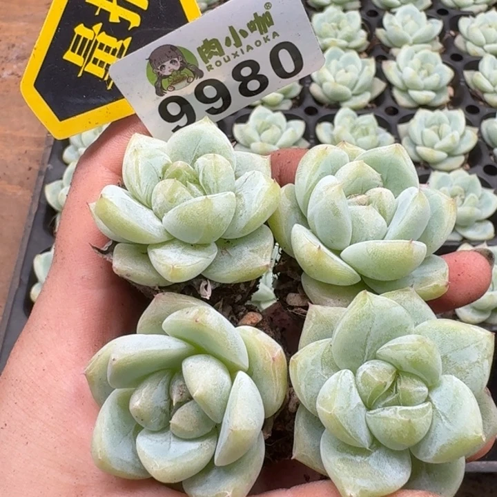 当前无花朵，栽培后可花朵多肉植物多肉植物