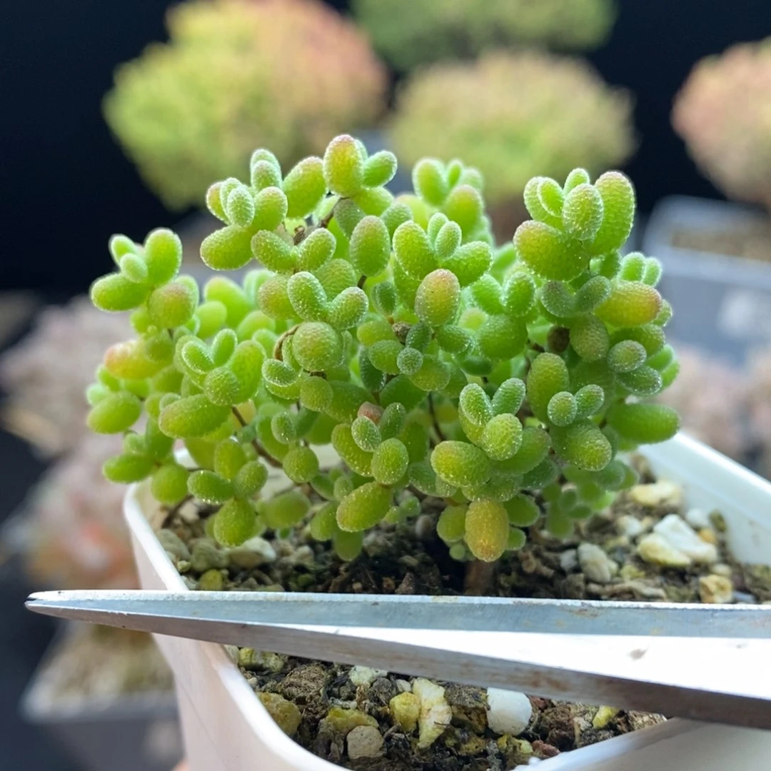 704蜜橘糖球，5.5盆