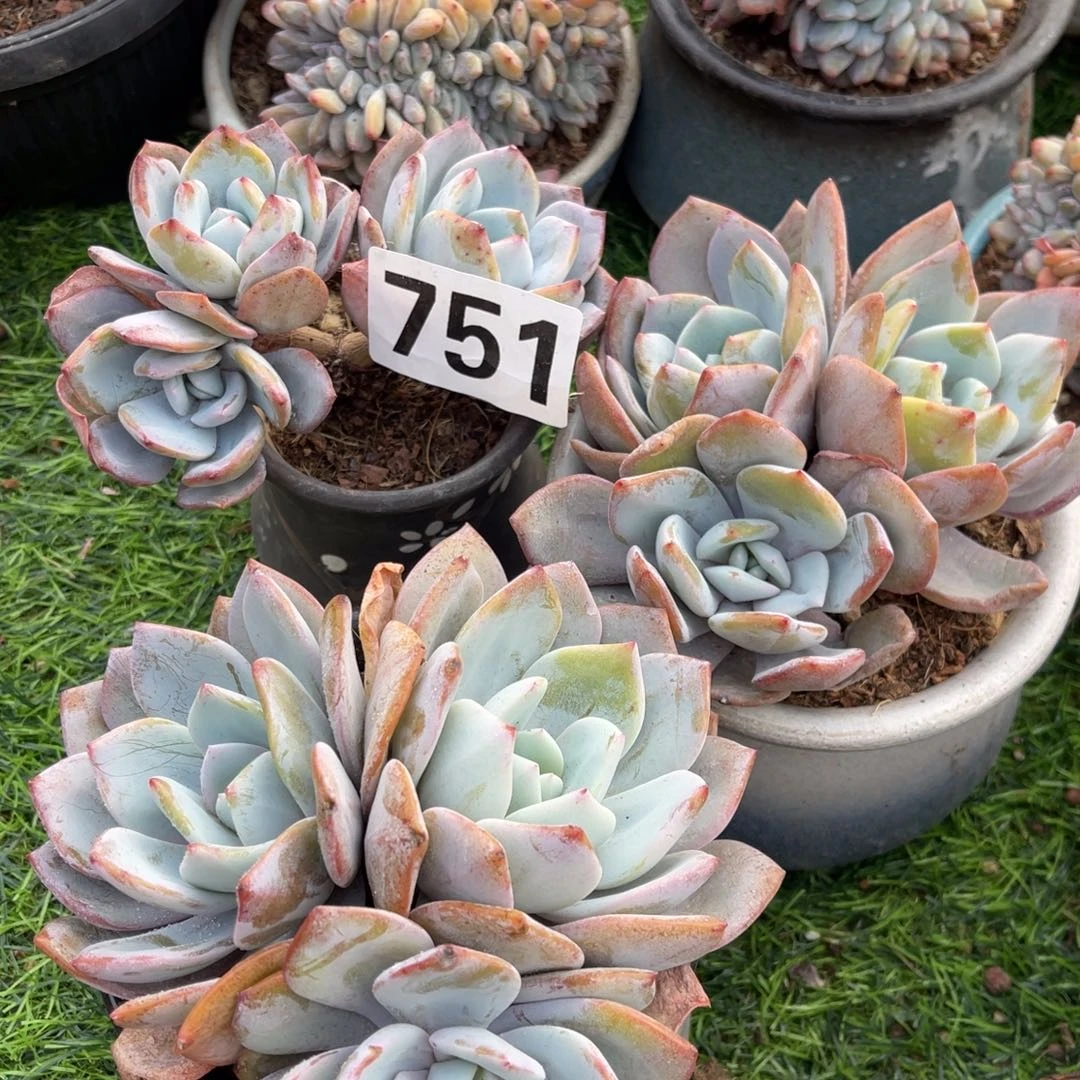 3颗58元751号145588800