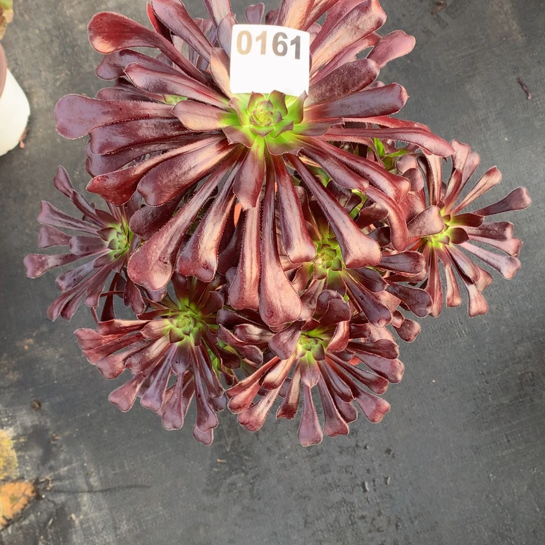 魔法师161法师多肉植物3500000