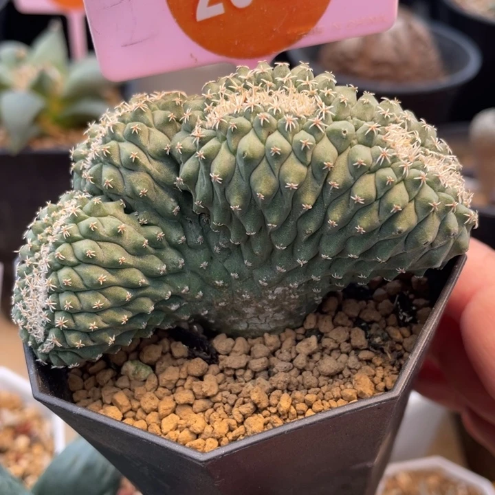 实生菊水缀一棵2952