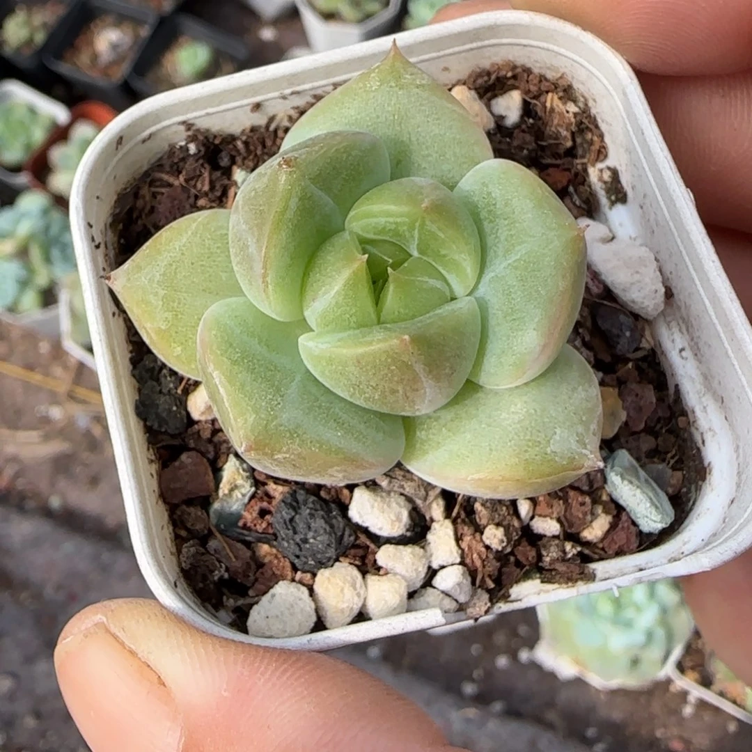 小卡拉米糖心一物一拍10-81