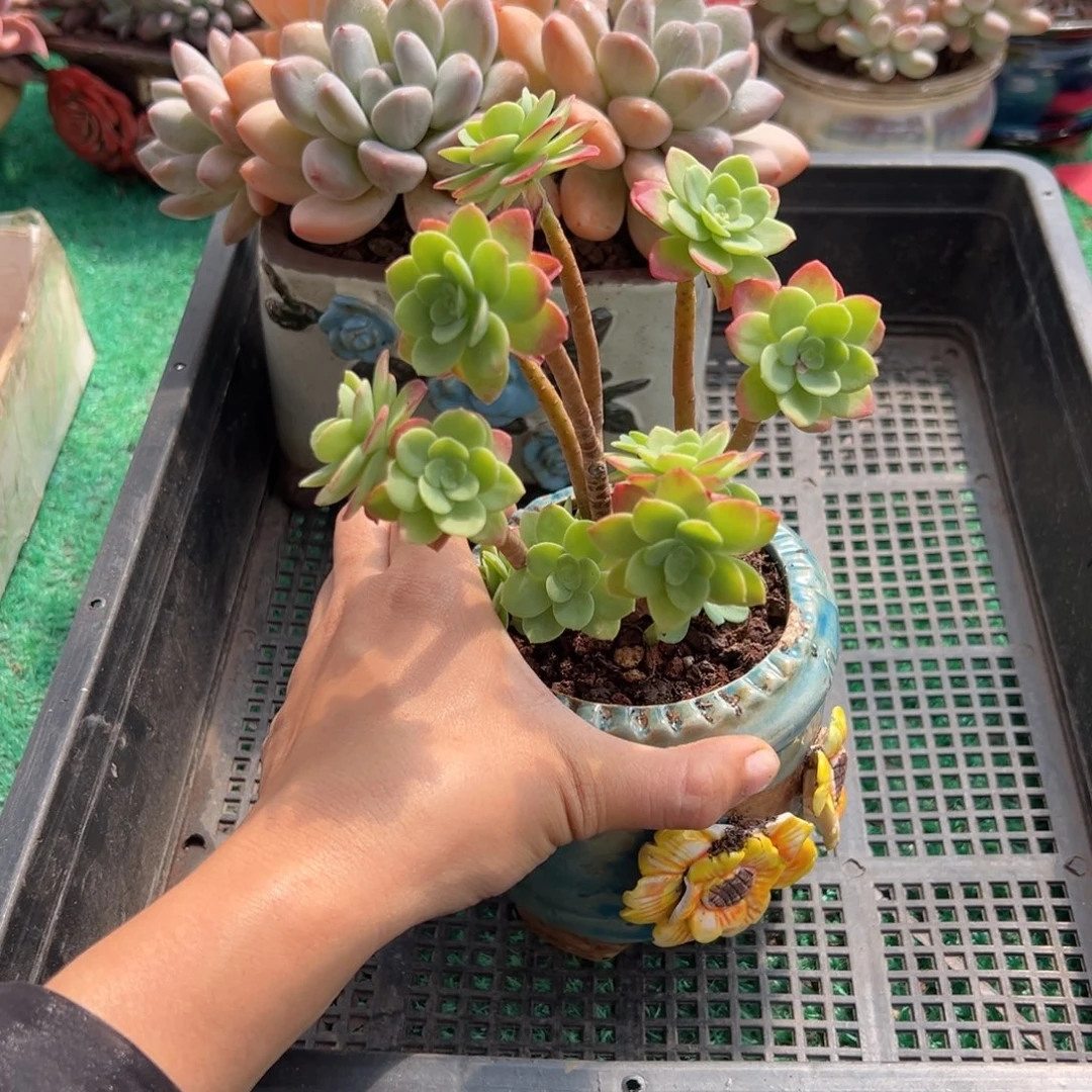 表妹精品多肉植物805.