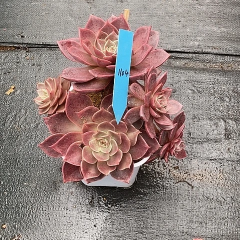 1104多肉植物老桩