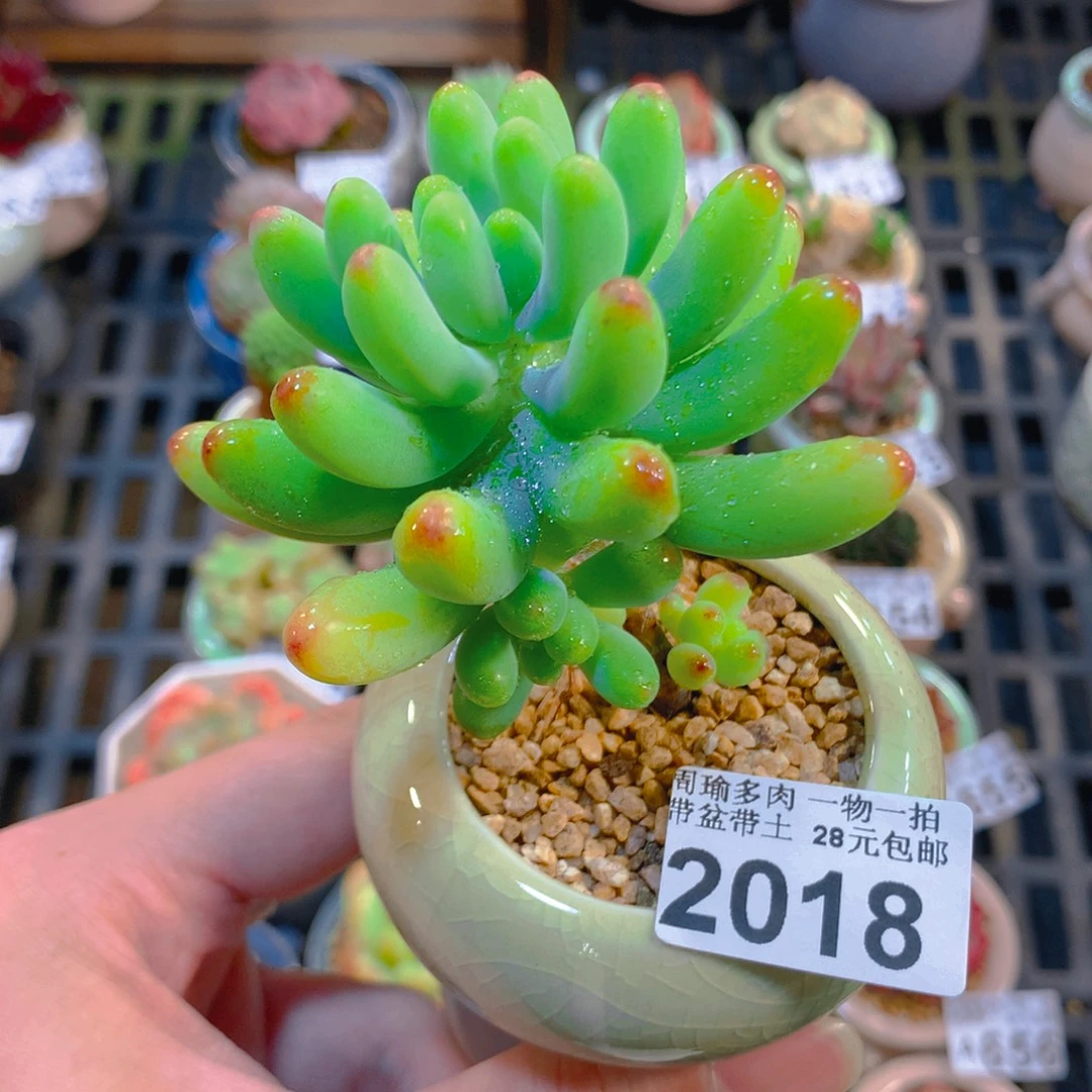 5厘米盆精控多肉2018