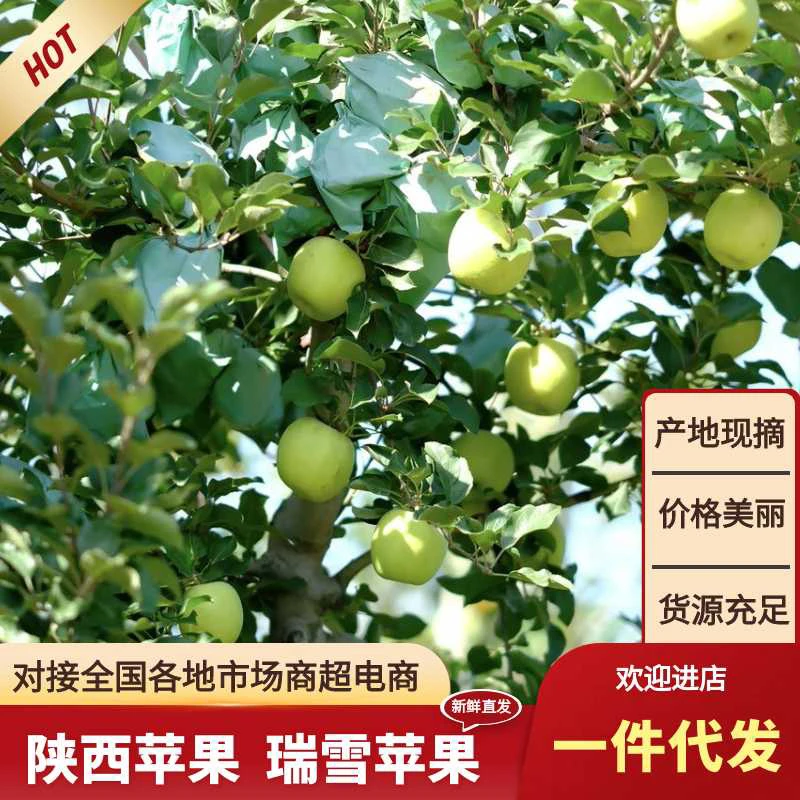 白水苹果瑞雪瑞香红双拼新鲜采摘脆甜孕妇小孩水果4.5斤12颗