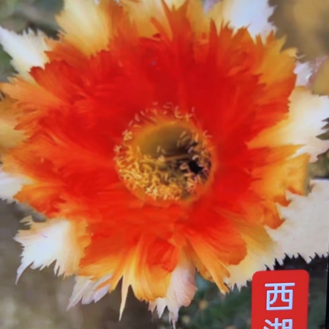 魔羽彩侧牙20包邮14