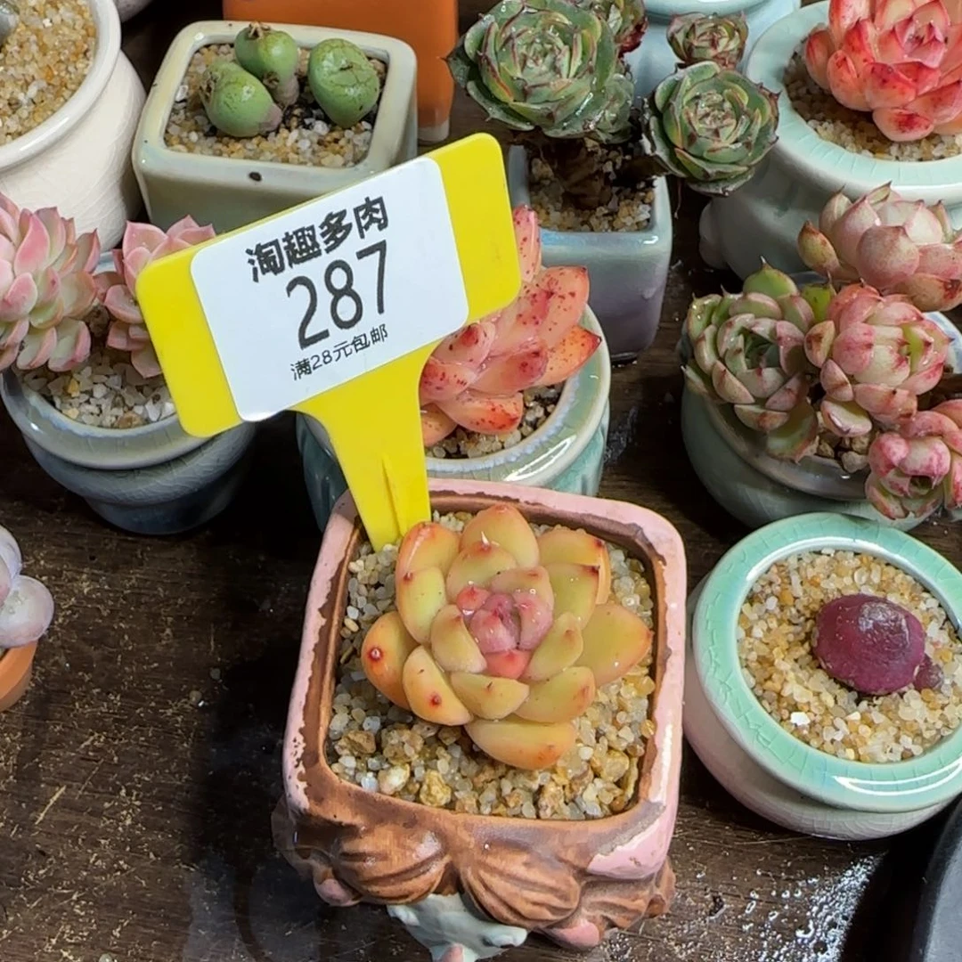 多肉植物不知名东涌