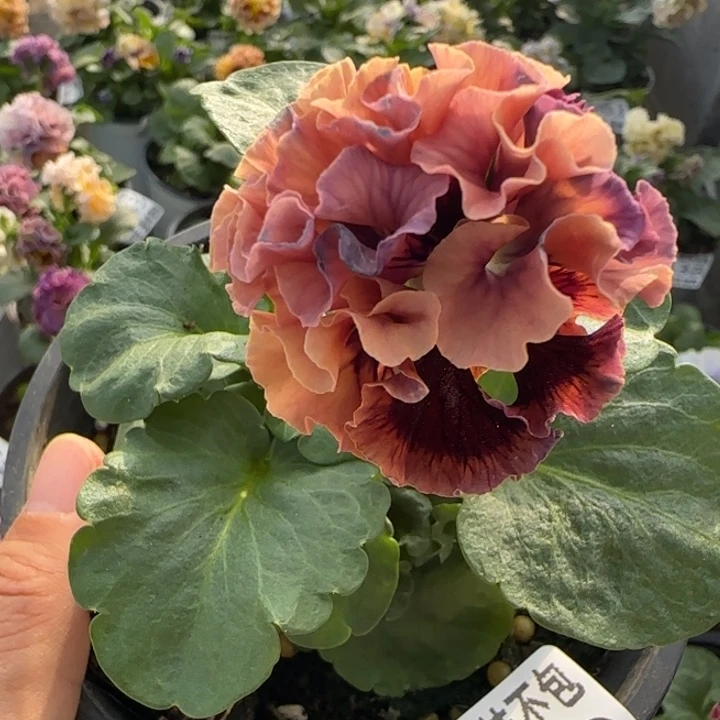 无花朵M659小苗默认苗晃零下5勿拍