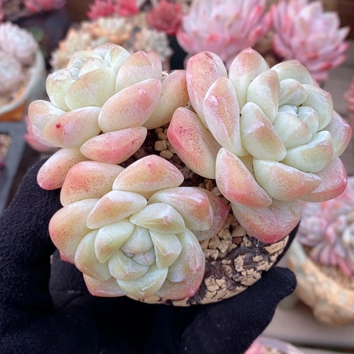 冰玉 韩货精品666